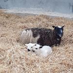 Elizabeth Cottingham - @cottingham5579 - Instagram