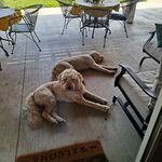 Elizabeth Wurtz-cottingham - @wurtzcottingham - Instagram