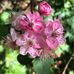 Elizabeth Crowder - Facebook