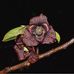 Elizabeth Danforth Butterfly Garden - Facebook
