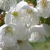 Elizabeth DeJong - Facebook