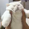 Elizabeth Der - @elizabethder4 - TikTok