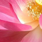 Elizabeth DeShields - Facebook