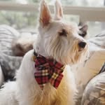 Elizabeth Devaney - @elizadevaney - Instagram
