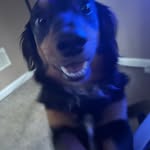 elizabeth dever - @mydawgs_4 - Instagram