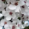 Elizabeth Dunham - @elizabethdunham1 - TikTok