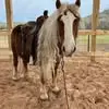 Elizabeth Enos Shockley - @elizabeth.enos.sh - TikTok