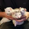 the 3 ferret stooges - @elizabethenos3171 - TikTok