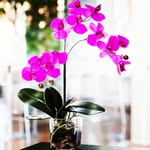 𝑬𝒍𝒊𝒛𝒂𝒃𝒆𝒕𝒉 𝒇𝒍𝒐𝒘𝒆𝒓 🌹🌵 - @elizabeth_flower_1 - Instagram