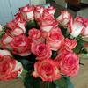 Elizabeth B. Force - @elizabethb.force - TikTok