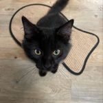 Elizabeth the Kitty in the 6 - @elizabeth_forestcat_kitty - Instagram