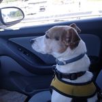 Elizabeth Frady - @terriertrinkets - Instagram