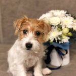 Elizabeth 🐶 - @elizabeth_funny_dog - Instagram