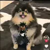 Getzelelisabeth - @getzelelizabeth - TikTok