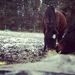 Elizabeth Hambly - @nicker_n_neigh - Instagram