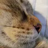 Elizabeth Hedges - @kittenlovr9 - TikTok