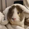elizabethhung8 - @elizabethhung8 - TikTok
