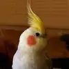 Lizzy - @elizabethkeyes3 - TikTok