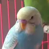 Lain Elizabeth - @lain.elizabeth - TikTok