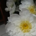 Elizabeth Lamonica - Facebook