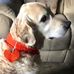 Elizabeth Leaver - Facebook