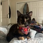 Liz Lemon The Cat - @elizabethlemonthecat - Instagram