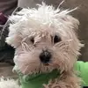 Mr Elizabeth Lemon - @darth_lemon - TikTok