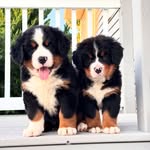 Piggy Green Bean & Elizabeth Lemon - @piggy.and.elizabeth - Instagram