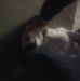 Elizabeth Linkous - Facebook