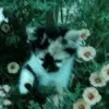 Elizabeth Lomas - @abyga92 - TikTok