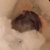 Elizabeth - @elizabethlow - TikTok