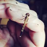 Elizabeth Milner - @the_jade_dragonfly - Instagram