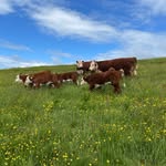 Elizabeth Milner - @callaughton_herefords - Instagram