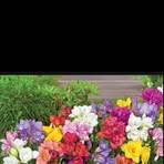 Mutter Elizabeth  - Facebook