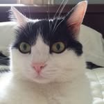 Chloe Suzette Elizabeth Nellis - @meow_bitches_its_chloe_nellie - Instagram