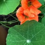 Elizabeth Overgaard - @sometimesbettygardens - Instagram