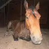 Elizabeth Percival - @liz_percival - TikTok