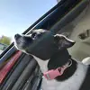 Elizabeth Probst - @chihuahuamom39 - TikTok