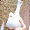Elizabeth Requena - @elizabeth.requena3 - TikTok