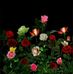 Elizabeth Roque - Facebook