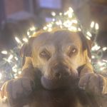 Elizabeth Shaw Samples - @shawsamples - Instagram