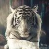 Elizabeth Schaaf - @elizabethschaaf2 - TikTok