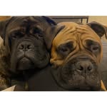 Elizabeth Schaaf Selman - @lizselman - Instagram