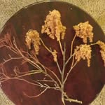 Elizabeth Spring - @bookspicsandnaturalhealing - Instagram