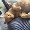 Liz - @elizabeth._.stack - TikTok