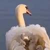 Elizabet Sturdy - @elizabet.sturdy - TikTok