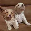 elizabethtemple28 - @elizabethtemple28 - TikTok