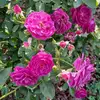 Elizabeth Vail Vail - @user67054753 - TikTok