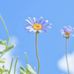 Elizabeth Wallis - Facebook