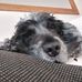 Elizabeth Wareham - Facebook